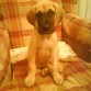 aqui mi perrita esta en el sillon de mi papi posando para la camara!!!